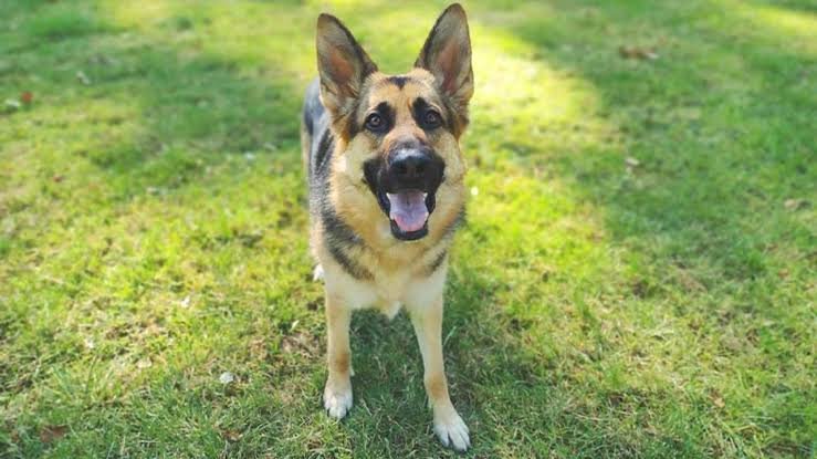 Brian, a dog for adoption in Utah